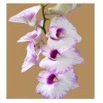 Dendrobium Sweet Kisses